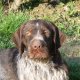 <p>Cani da Caccia: Stupendo primo piano del Deutsch Drahthaar di Attilio, nostro Amico e Utente della Community.</p>